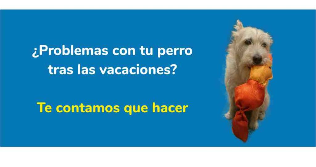 ¿Tienes problemas con tu perro tras las vacaciones? Te contamos lo que hacer