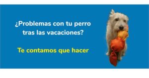 ¿Tienes problemas con tu perro tras las vacaciones? Te contamos lo que hacer