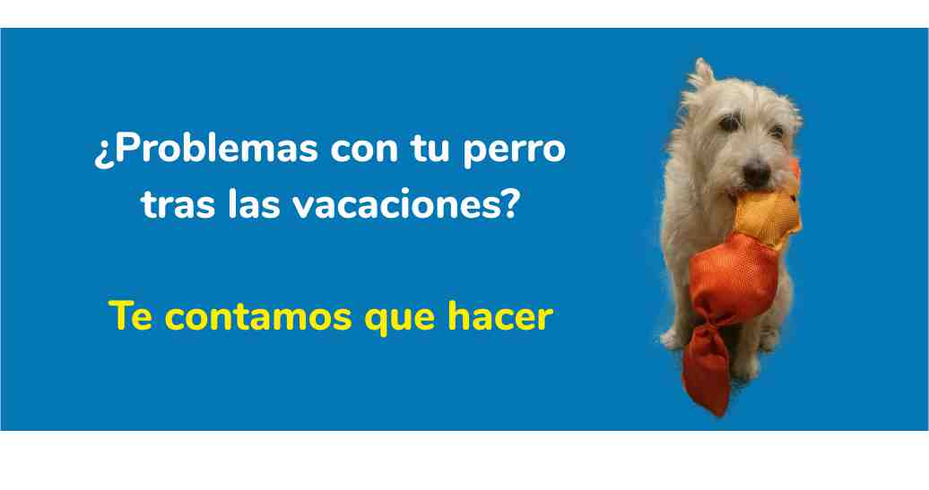 ¿Tienes problemas con tu perro tras las vacaciones? Te contamos lo que hacer