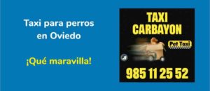 Taxi para perros en Oviedo. Que maravilla.