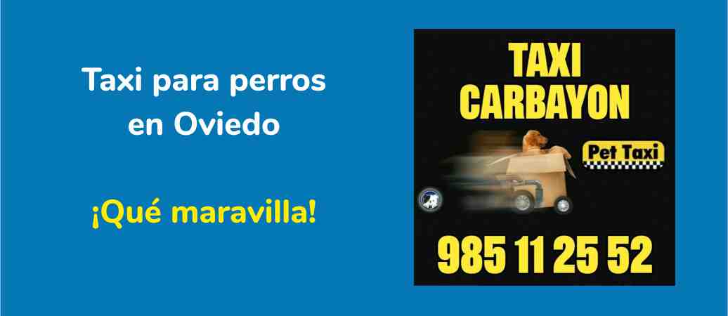 Taxi para perros en Oviedo. Que maravilla.