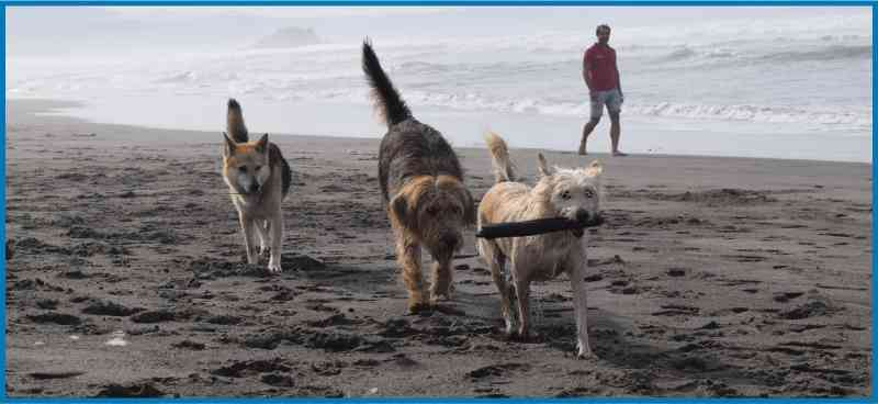 Enseguida encontrarás perros amigos en la playa de Bayas