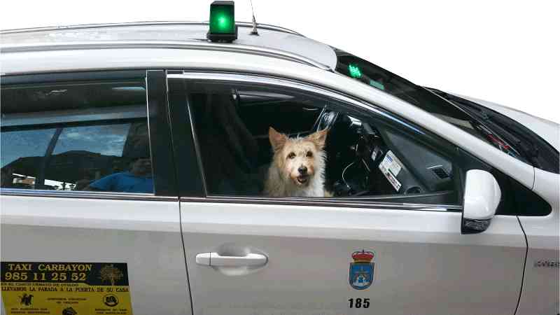 Flipa está como en casa en este taxi para perros
