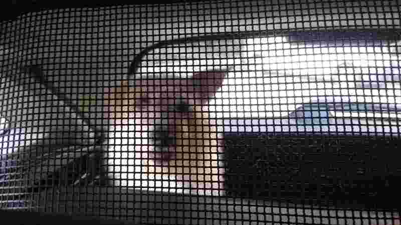 El servicio de taxi para mascotas dispone de todos los elementos de seguridad.
